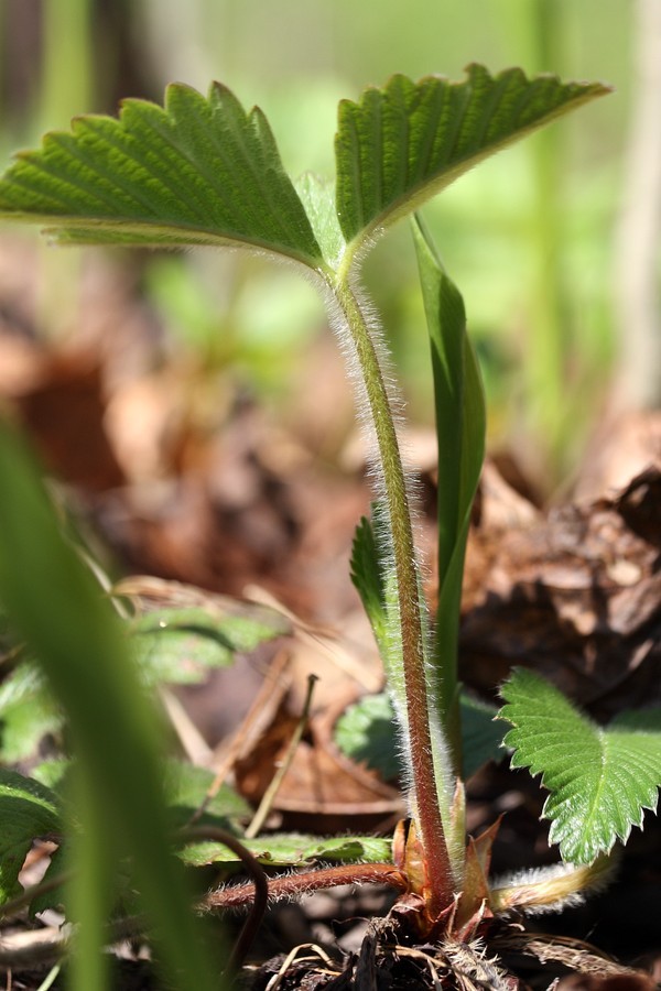 Изображение особи Fragaria moschata.