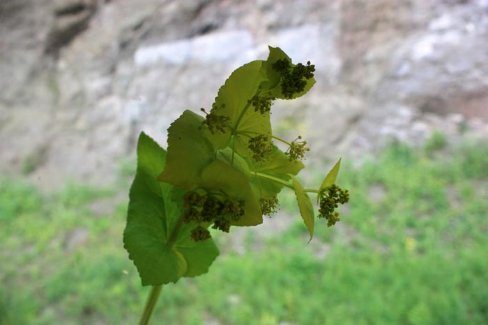 Изображение особи Smyrnium perfoliatum.