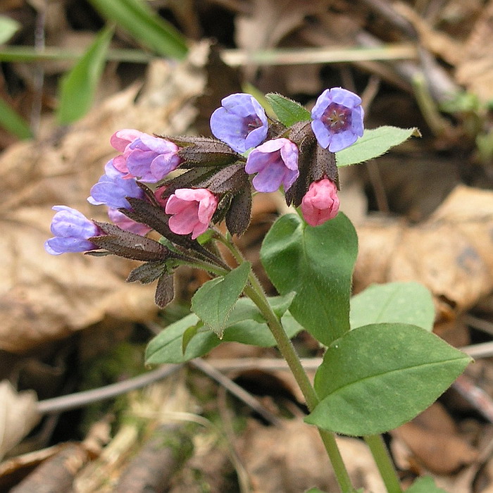 Image of Pulmonaria obscura specimen.