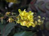 Mahonia bealei