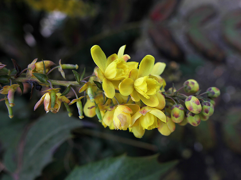 Image of Mahonia bealei specimen.