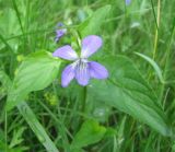 Viola ruppii