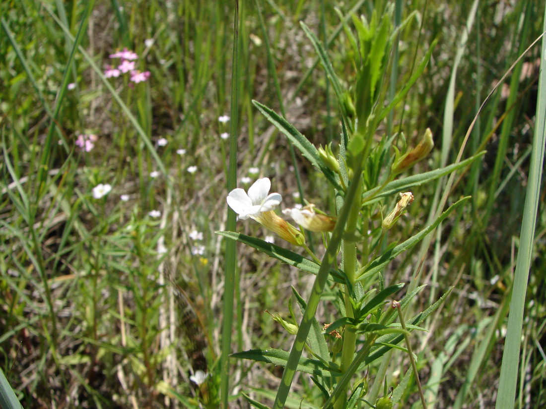 Изображение особи Gratiola officinalis.