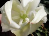 Yucca gloriosa. Цветок. Краснодарский край, Сочи, пос. Лазаревское. 27 сентября 2005 г.