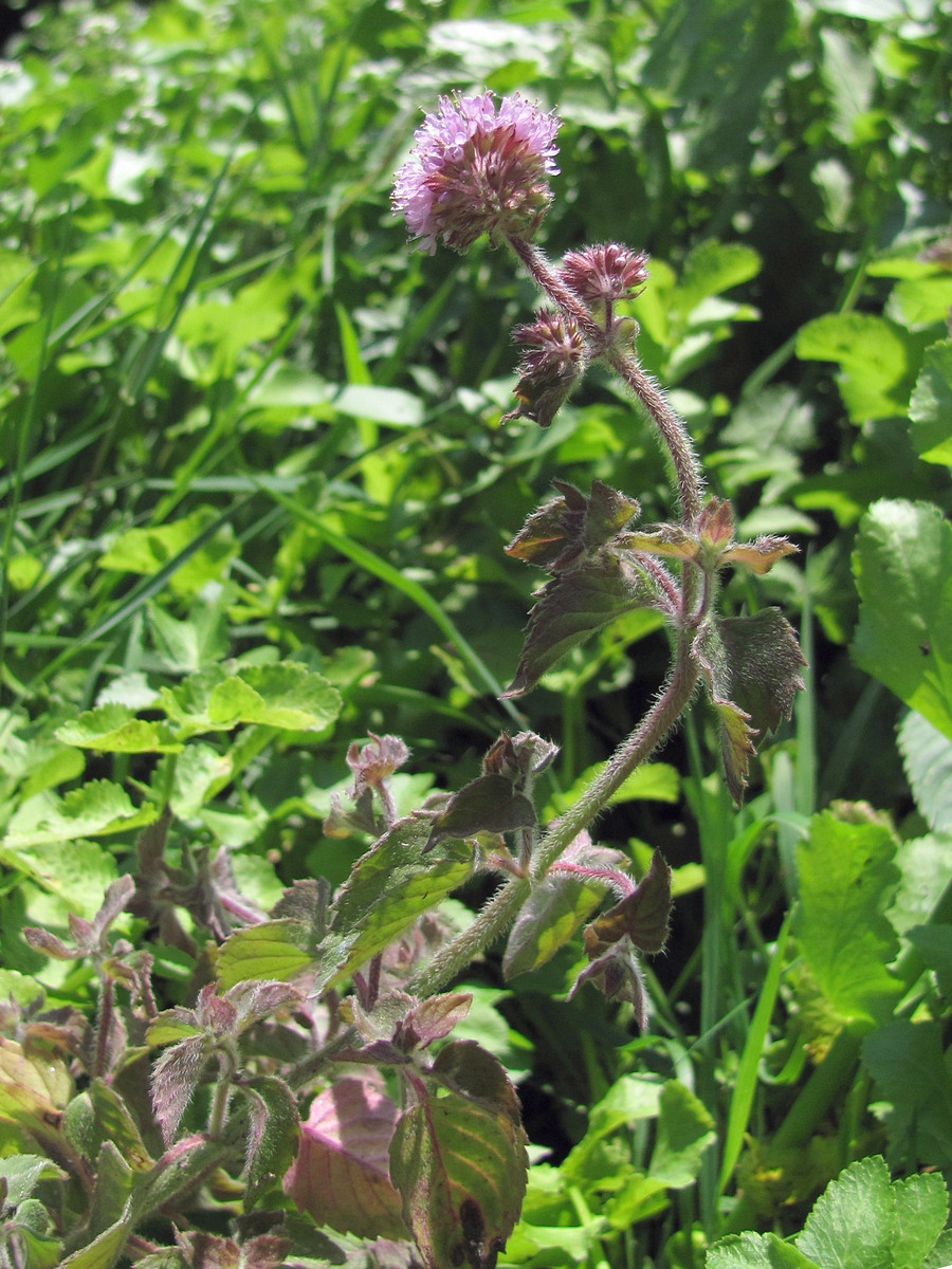 Image of Mentha aquatica specimen.