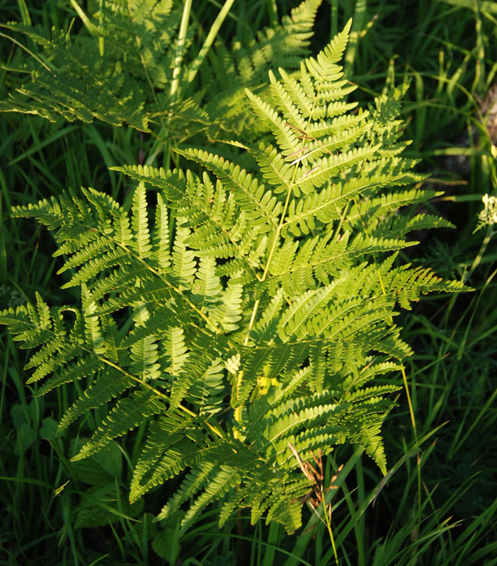 Изображение особи Pteridium pinetorum.