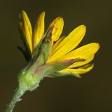 Tragopogon orientalis. Соцветие. Республика Татарстан, национальный парк \"Нижняя Кама\", Танаевские луга. 30.08.2011.