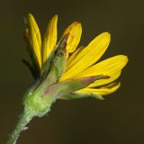 Tragopogon orientalis