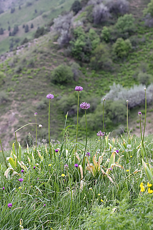 Изображение особи Allium stipitatum.