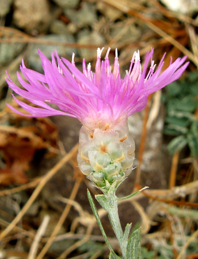 Image of Centaurea sarandinakiae specimen.