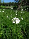 Cardamine pratensis