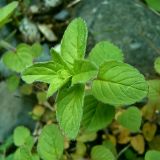 Origanum vulgare. Верхушка побега. Вологодская обл., Сокольский р-н, дер. Шилыково, пойменный луг р. Кубена. 7 июня 2007 г.