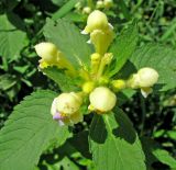 Galeopsis speciosa. Соцветие (вид сверху). Ярославская обл., Некоузский район, окр. д. Кашеварка, заброшенная полевая дорога. 23.06.2011.