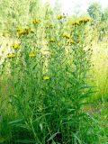 Hieracium umbellatum