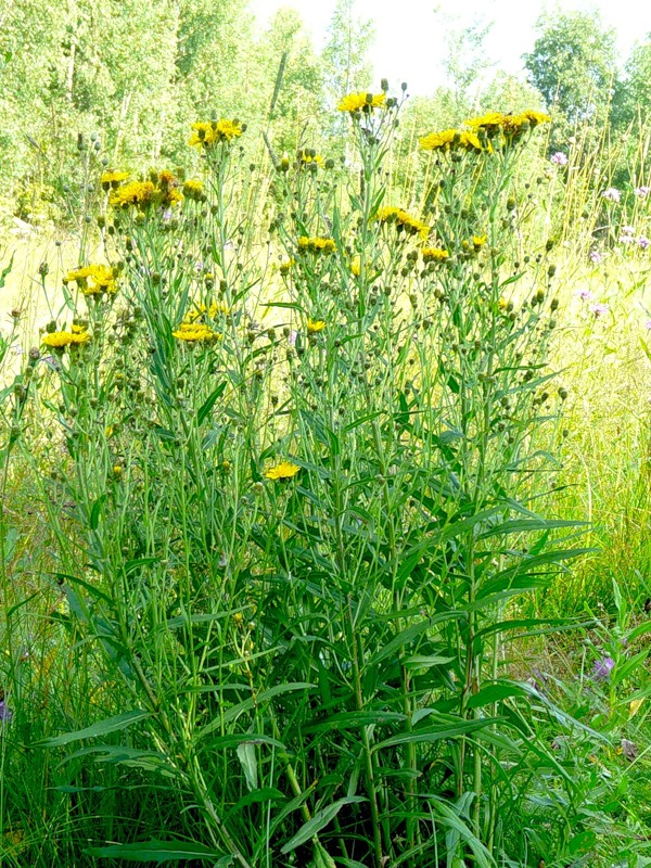 Изображение особи Hieracium umbellatum.