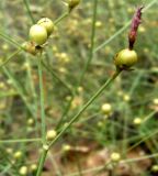Convolvulus subhirsutus. Завязавшиеся плоды. Копетдаг, Чули. 27 мая 2011 г.