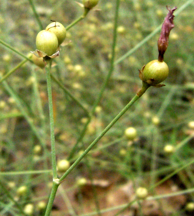 Image of Convolvulus subhirsutus specimen.