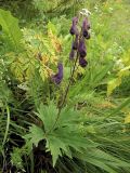 Aconitum septentrionale. Цветущее растение. Республика Коми, г. Воркута, берег реки Воркуты. 11.08.2011.