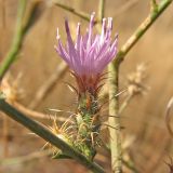 Centaurea aemulans