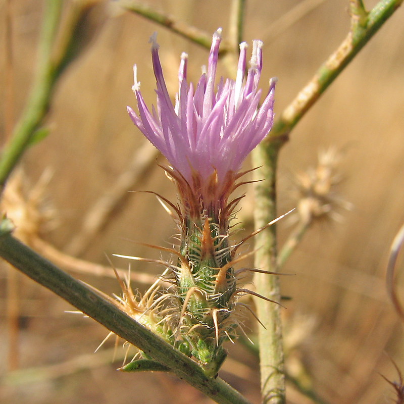 Image of Centaurea aemulans specimen.