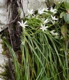 Ornithogalum woronowii