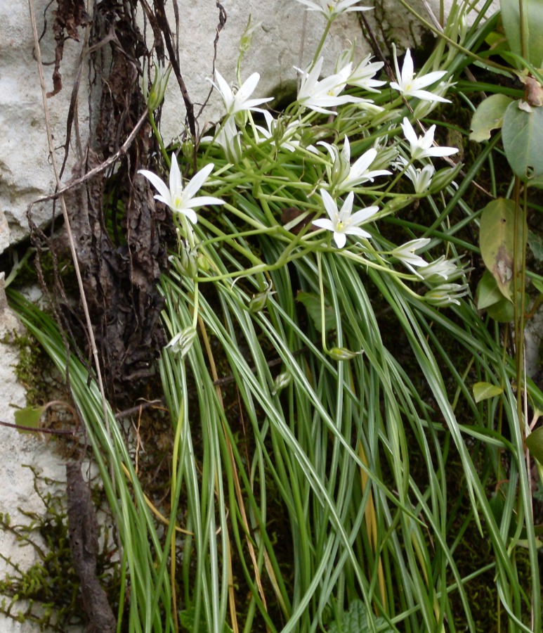 Image of Ornithogalum woronowii specimen.