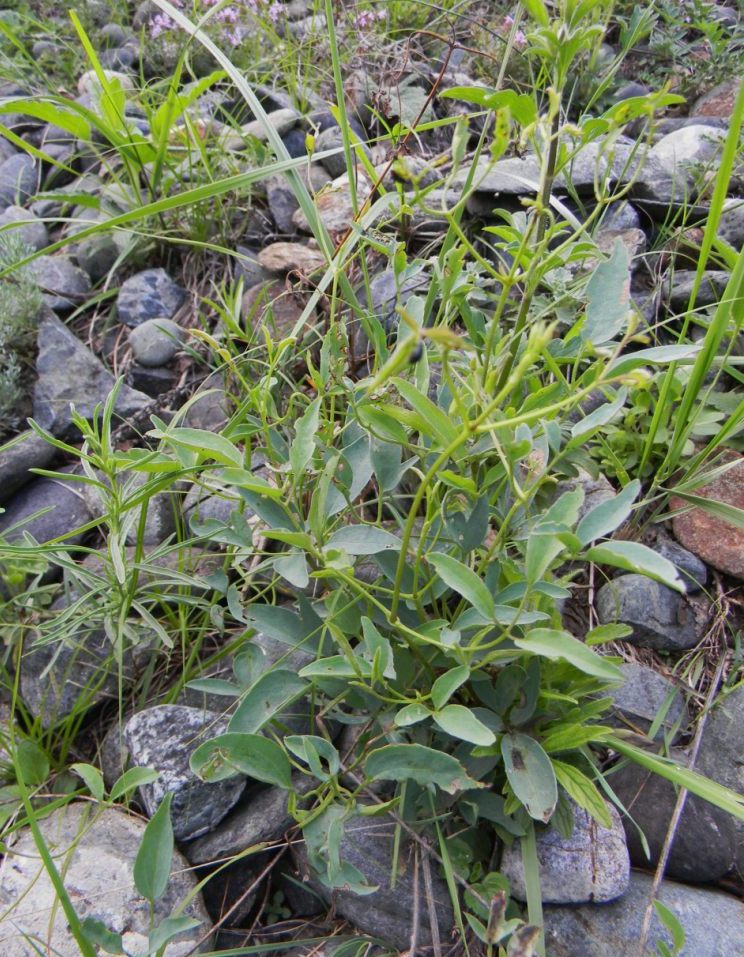 Image of Clematis glauca specimen.