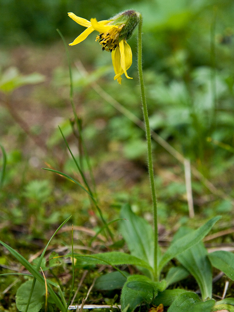 Изображение особи Arnica lessingii.