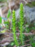 Selaginella selaginoides