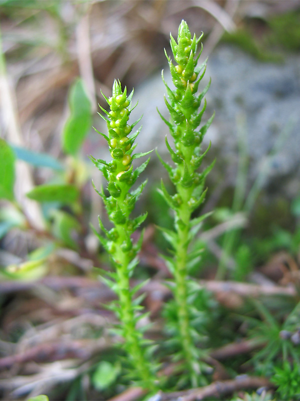 Изображение особи Selaginella selaginoides.