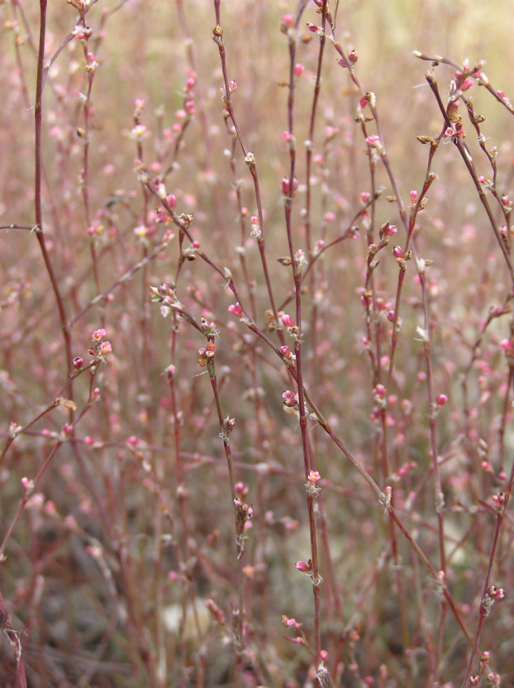 Изображение особи Polygonum novoascanicum.