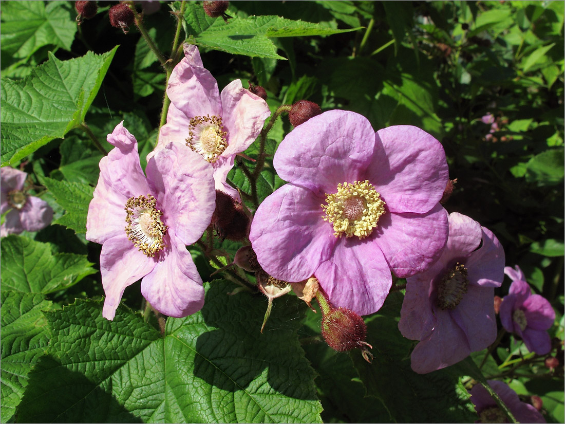 Изображение особи Rubus odoratus.