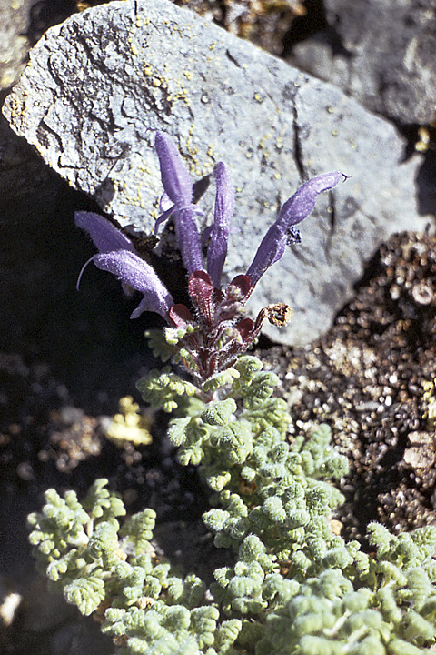 Image of Dracocephalum palmatum specimen.