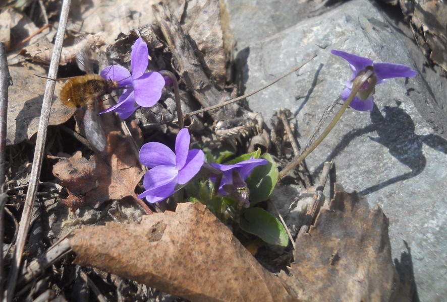 Image of Viola hirta specimen.