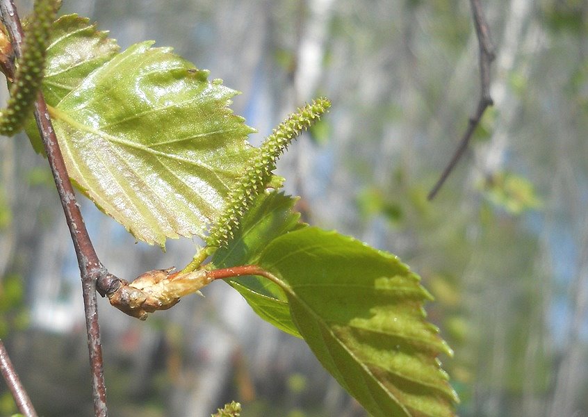 Image of Betula pendula specimen.