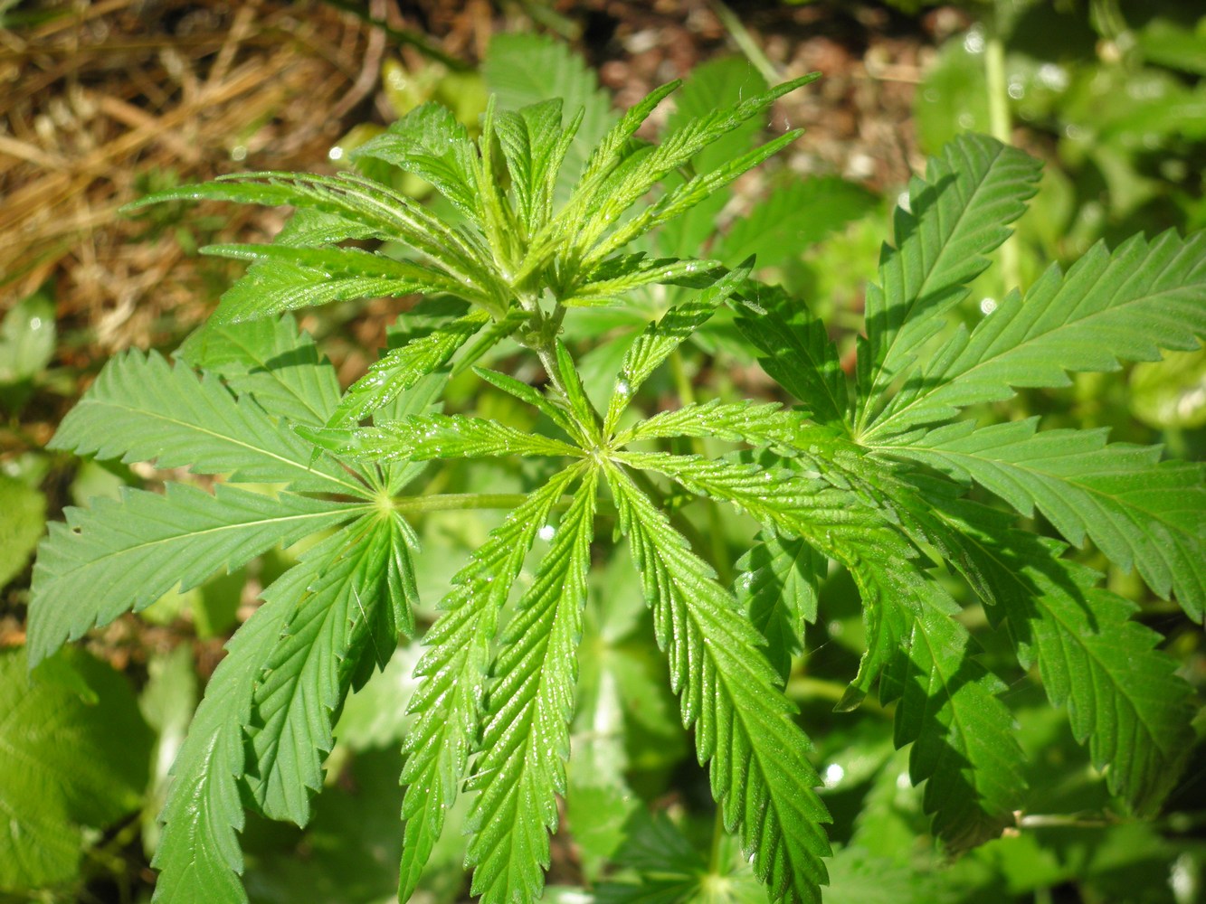 Image of Cannabis sativa var. spontanea specimen.