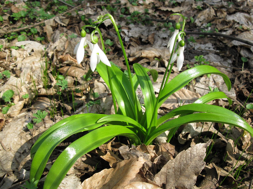 Изображение особи Galanthus woronowii.