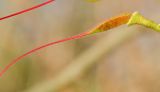 Caesalpinia gilliesii