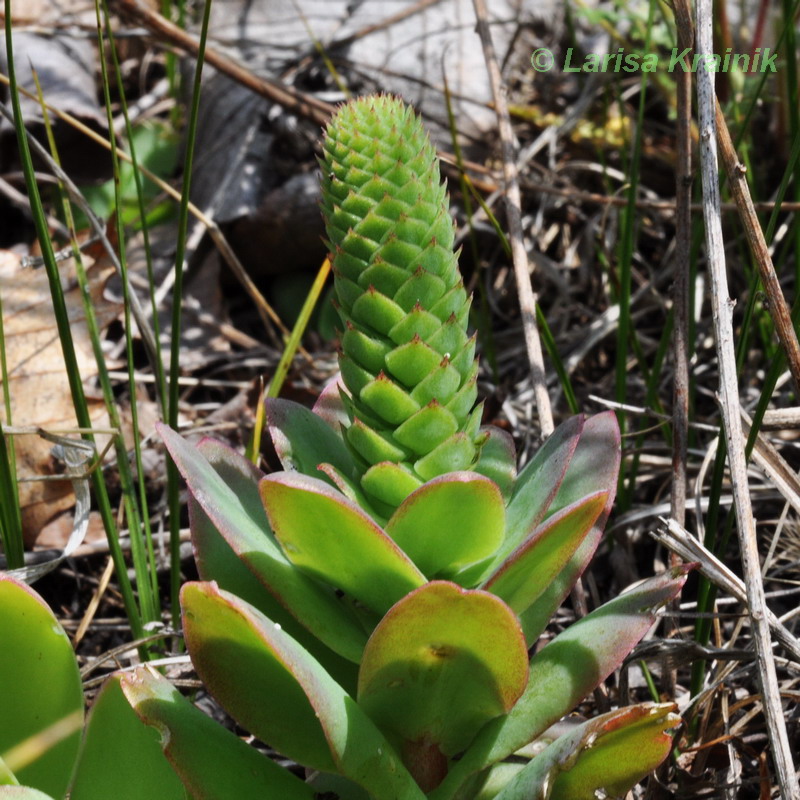 Изображение особи Orostachys malacophylla.