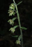 Epipactis microphylla. Часть соцветия. Крым, Белогорский р-н, окр. с. Земляничное. 13 июня 2012 г.