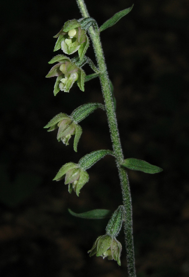 Image of Epipactis microphylla specimen.
