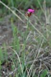 Dianthus subulosus