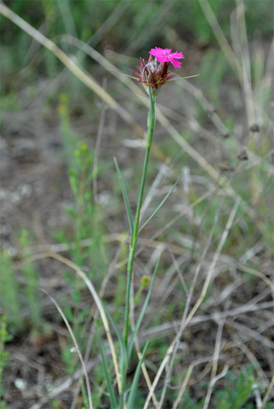 Image of Dianthus subulosus specimen.