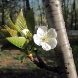 Cerasus vulgaris