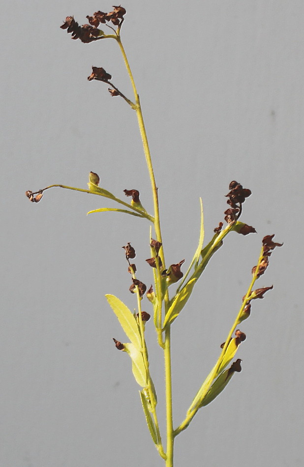 Изображение особи Gleditsia triacanthos.