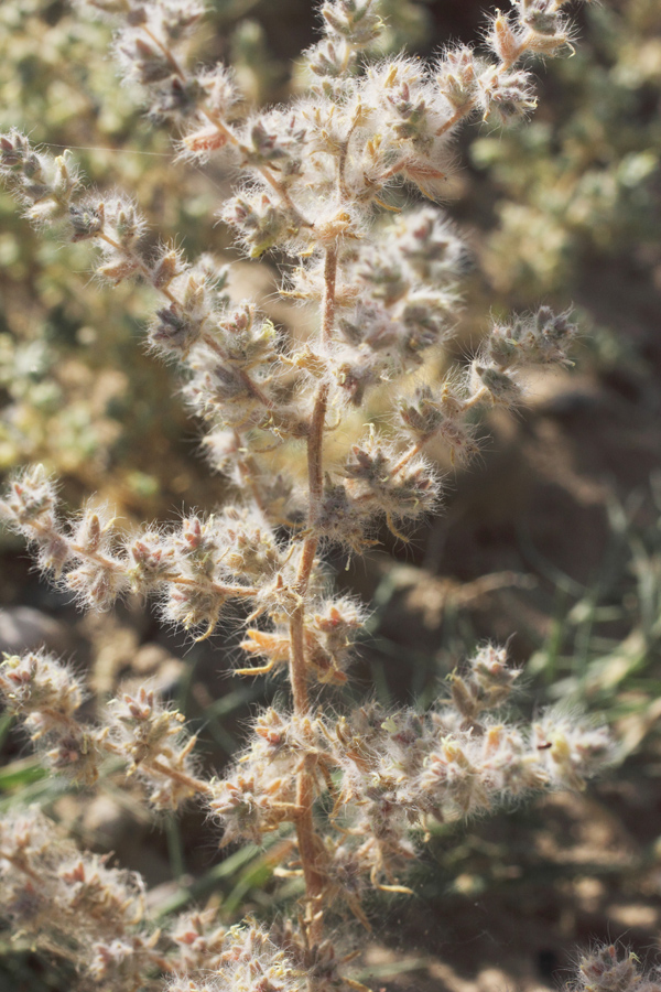 Image of Halocharis hispida specimen.
