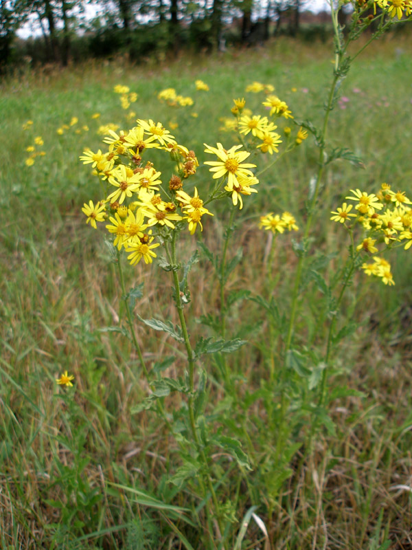 Изображение особи Senecio grandidentatus.