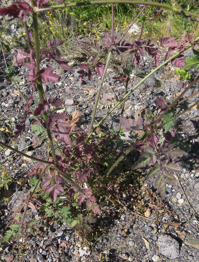 Image of Anthriscus ruprechtii specimen.