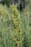 Rumex crispus