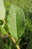 Salix bebbiana